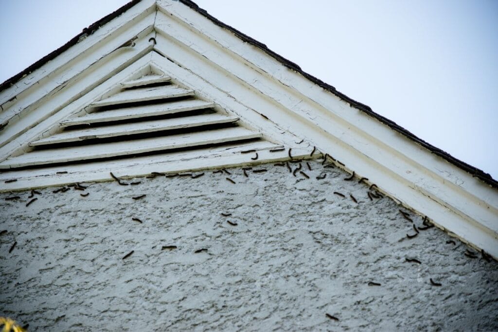 Pest Infestations on roof